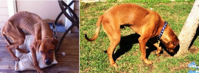 These photos show the dramatic change in a boxer mix named Red who was severely malnourished...