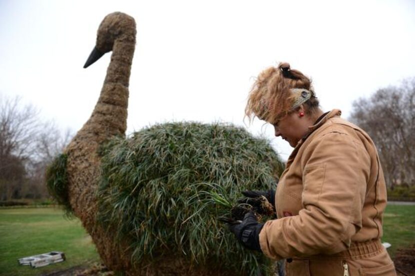 
Gardener Ana Torrecellias gets ready to plant monkey grass into the peacock topiary Feb. 10...