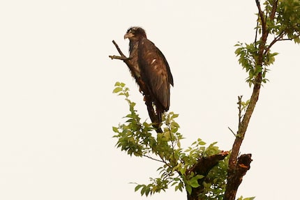 An eaglet is seen on a branch atop a tree near White Rock Lake, Monday, June 3, 2024, in...