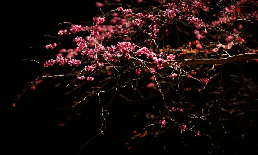 The Texas redbud tree is native to North Texas and a good replacement for Bradford pears.