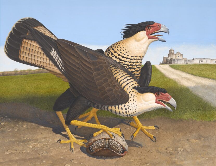 Scott and Stuart Gentlings' Crested Caracara is headed to the Amon Carter this fall. 