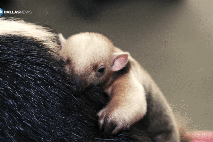 The Dallas Zoo's month-old tamandua clings to his mother Xena's back after a well-baby checkup.