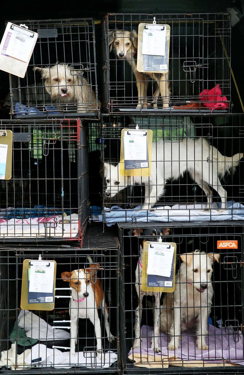 Rescue dogs waited  before being boarded at Boykin Kennels in Dallas on Saturday. About...