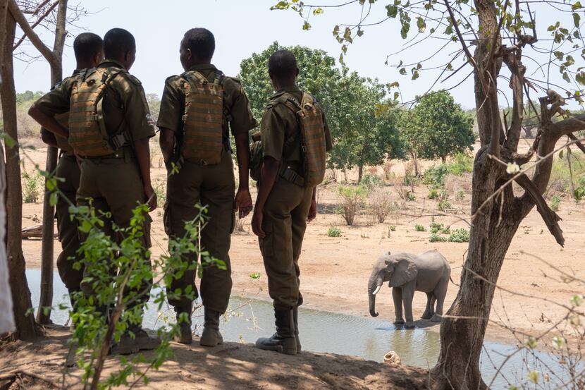 The film "Akashinga" about Zimbabwe's all-female troop of elephant protectors will be shown...