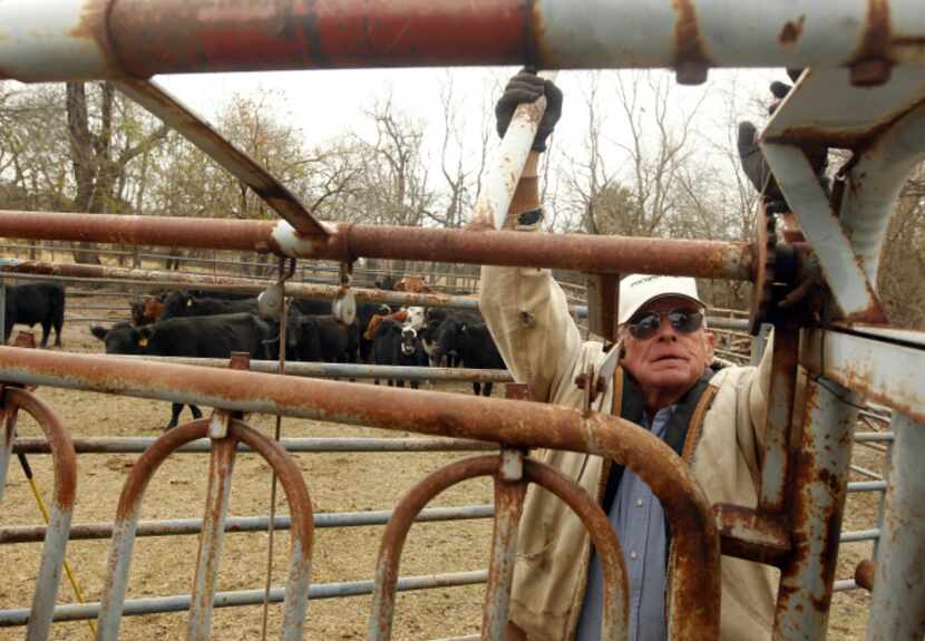 Norman Gidney, 82, works the cattle chute as he prepares to sort cattle on a friend's ranch...