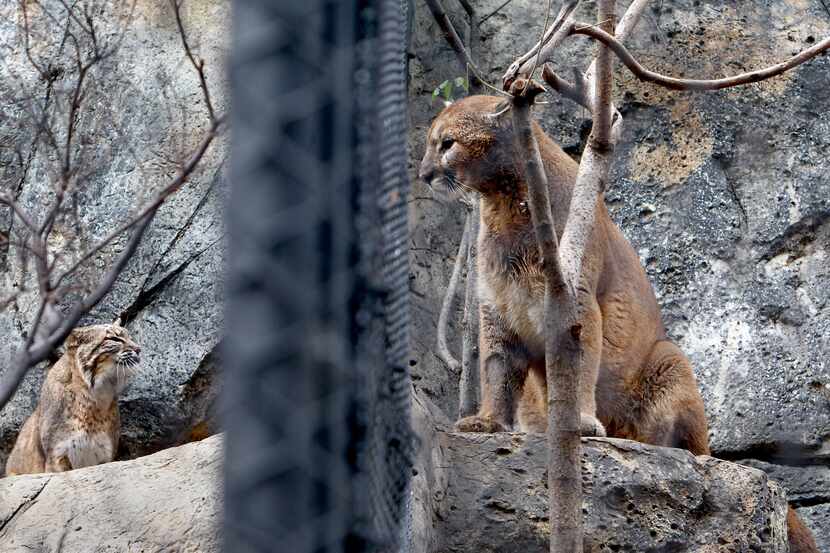 A mountain lion, right, and its next-door bobcat neighbor stare at each other in this 2010...