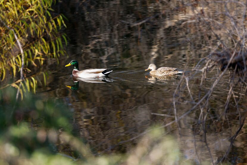 A male and female mallard glide Thursday along the banks of one of the storm water...