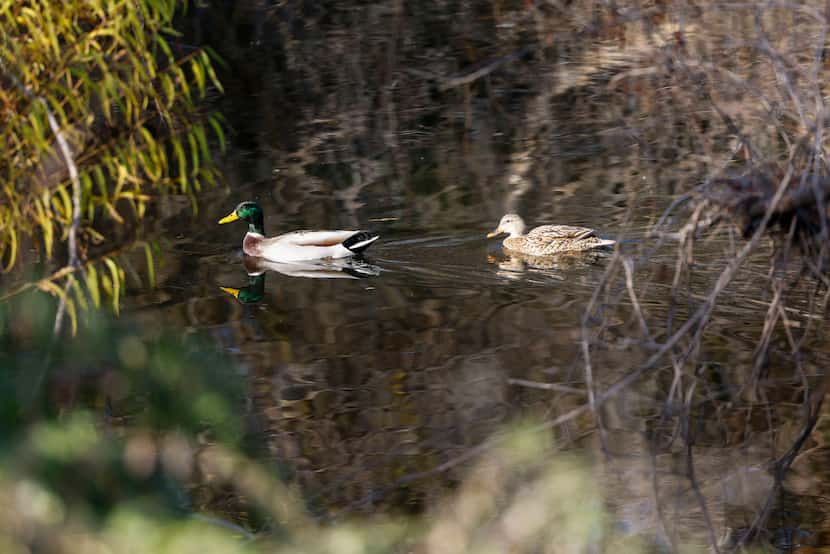 A male and female mallard glide Thursday along the banks of one of the storm water...