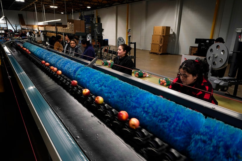 Varios trabajadores clasifican y empaquetan manzanas en las instalaciones de almacenamiento...