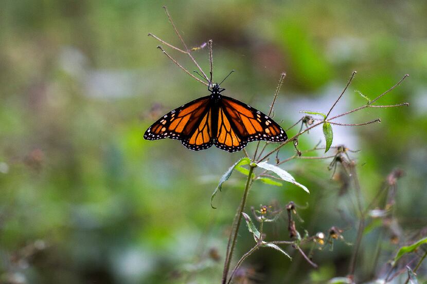 A Monarch butterfly (Danaus plexippus) is pictured at the oyamel firs (Abies religiosa)...