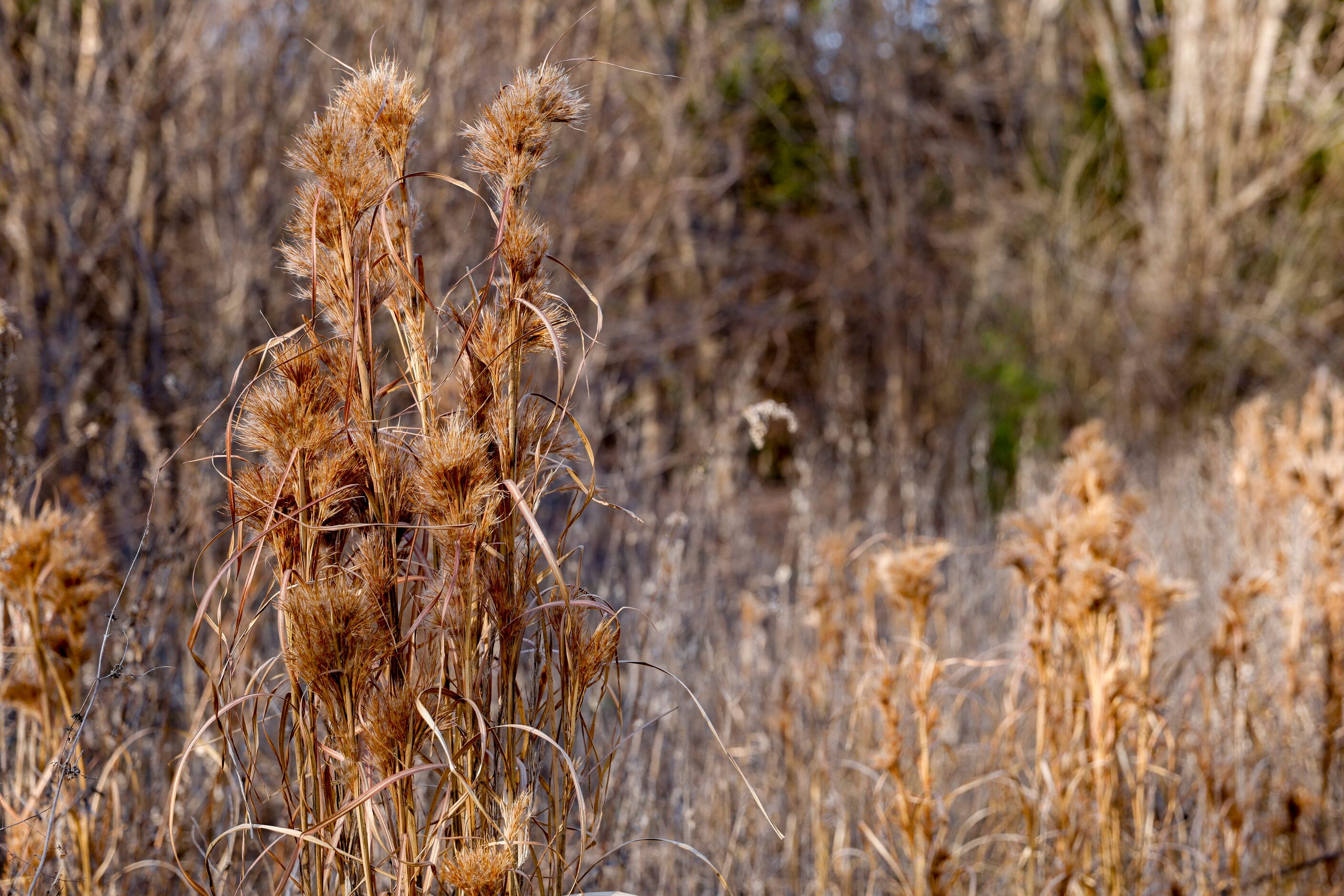 Maritime bluestem grass, a native prairie grass, grows on the Ladd property pictured in...