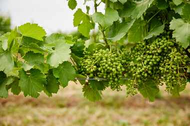 Dr. Fred Cummings runs Edge of the Lake Vineyard in Valley View, Texas.