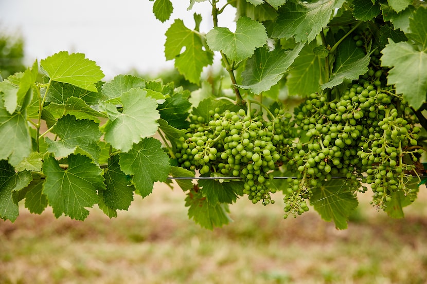 Dr. Fred Cummings of Edge of the Lake Vineyard discovered wine grapes that thrive in the...