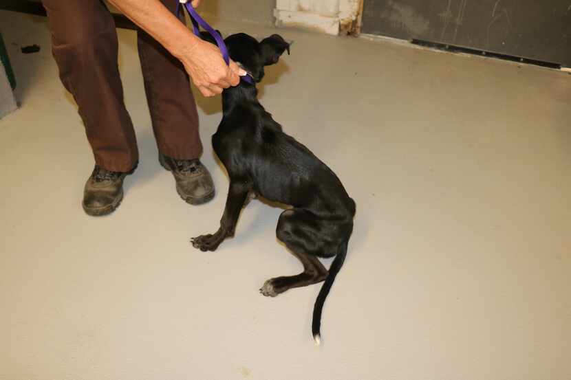 Authorities found a number of malnourished dogs at the property.
