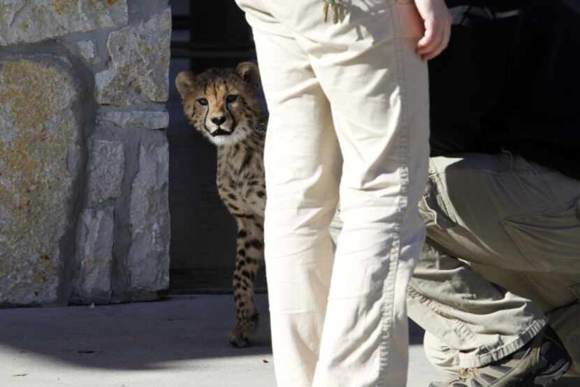 Winspear the cheetah takes a breather during a walk together with Chris Johnson, director of...