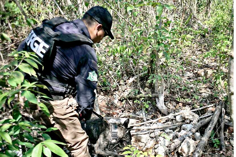 La Fiscalía General del Estado (FGE) de Quintana Roo informó ayer sobre el hallazgo de nueve...