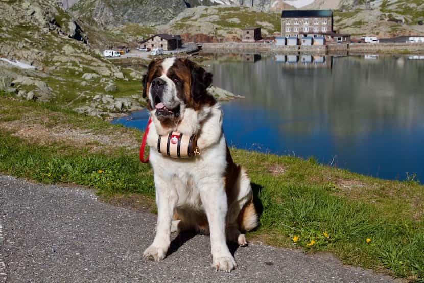 Sansone, a 2-year-old St. Bernard from Lusevera, Italy, was right at home posing for...