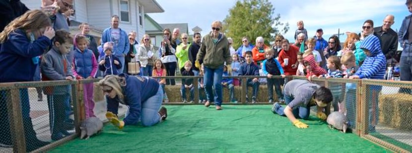 
Melissa Mann (left) and Tamara Griggs each blow on an armadillo to get it moving toward the...