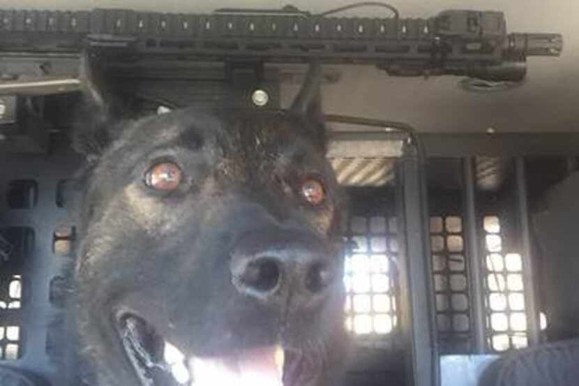 Koba, a North Richland Hills police dog, is back on the job after being shot Jan. 14 while...
