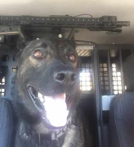 Koba, a North Richland Hills police dog, is back on the job after being shot Jan. 14 while...