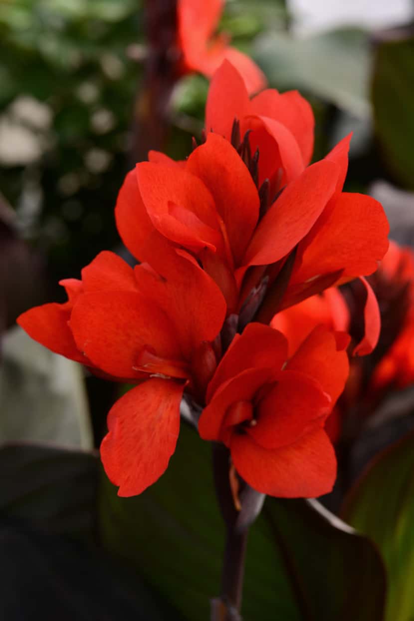 Cannova Bronze Scarlet canna from Ball Horticultural Company. 