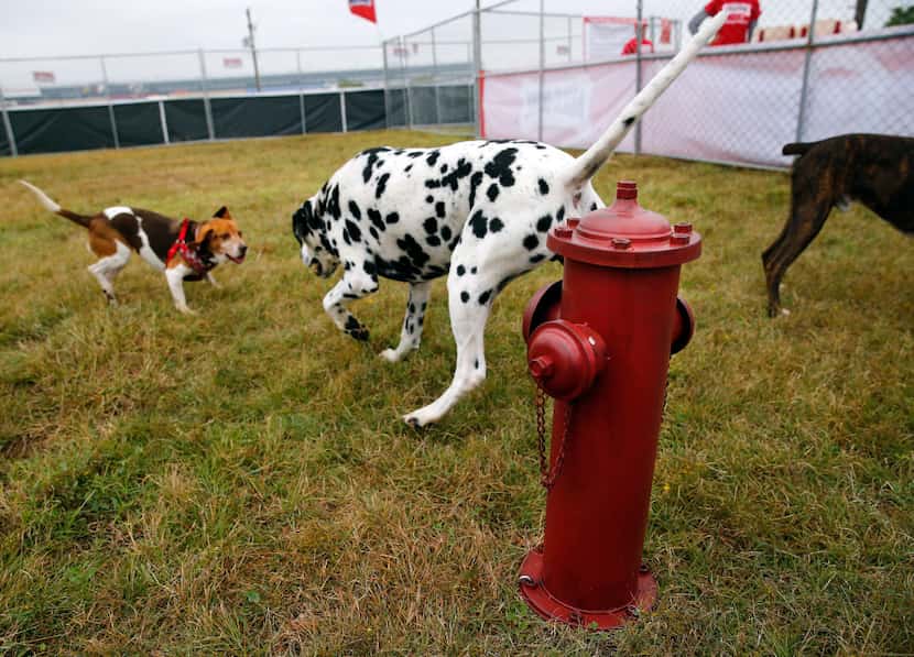 Diesel, a dalmatian owned by Mike Repp of Sanger, chases Willie, a beagle owned by Luke Mesi...