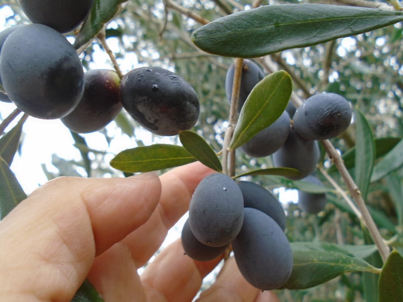 In addition to amazing wine grapes, delicious olives are grown in the award-winning Lodi...