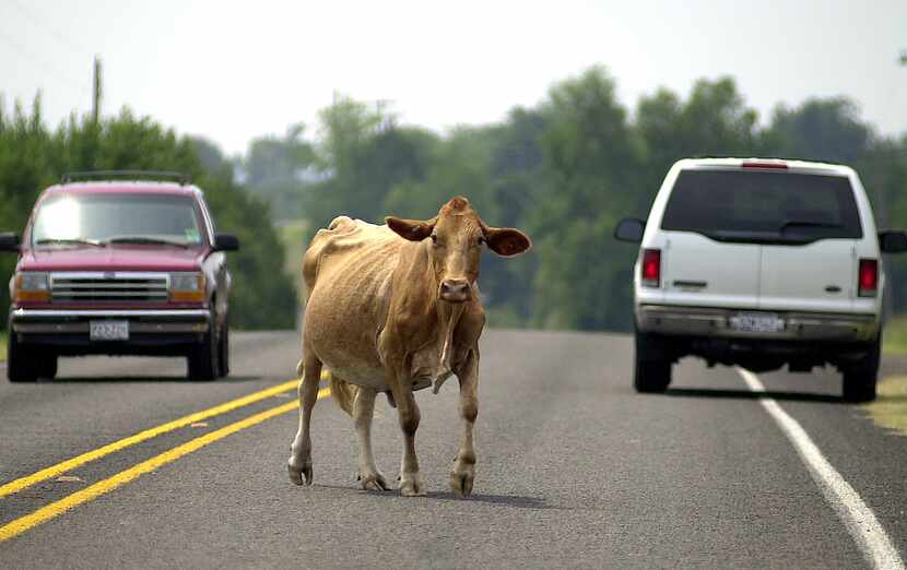 Traffic stops as a cow crosses the road in Bug Tussle in 2002.