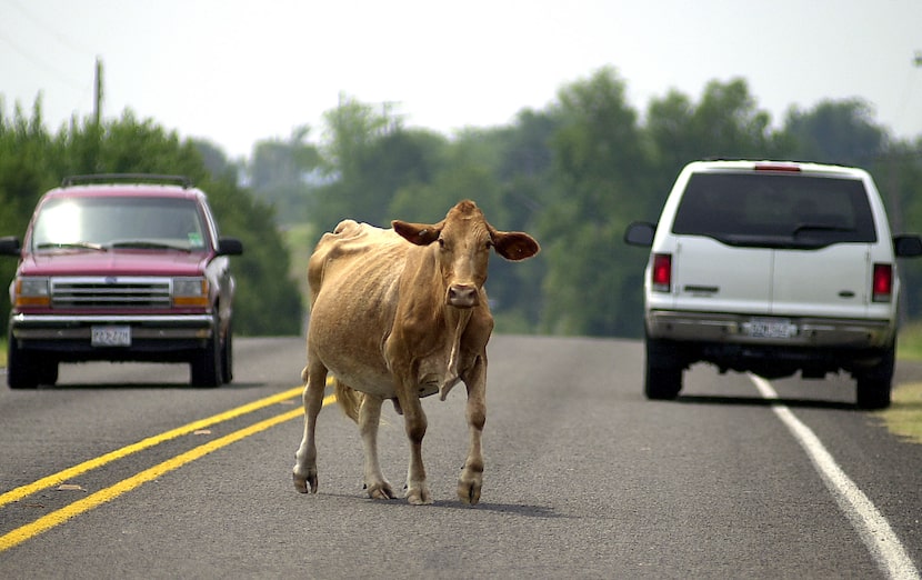 Traffic stops as a cow crosses the road in Bug Tussle in 2002.