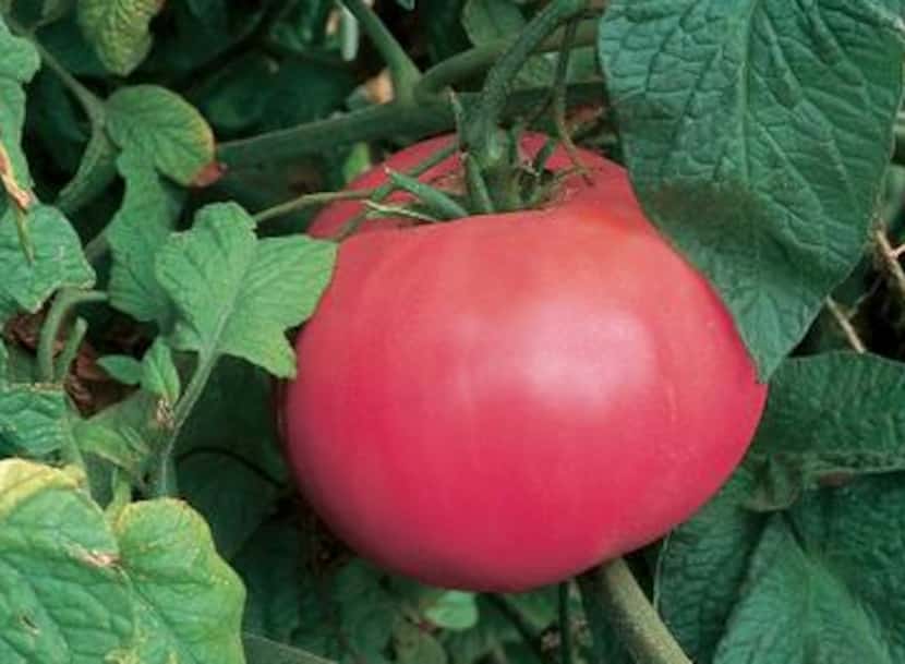 
'Brandywine Pink' is an heirloom tomato, a type that some tomato growers prefer. Expect...