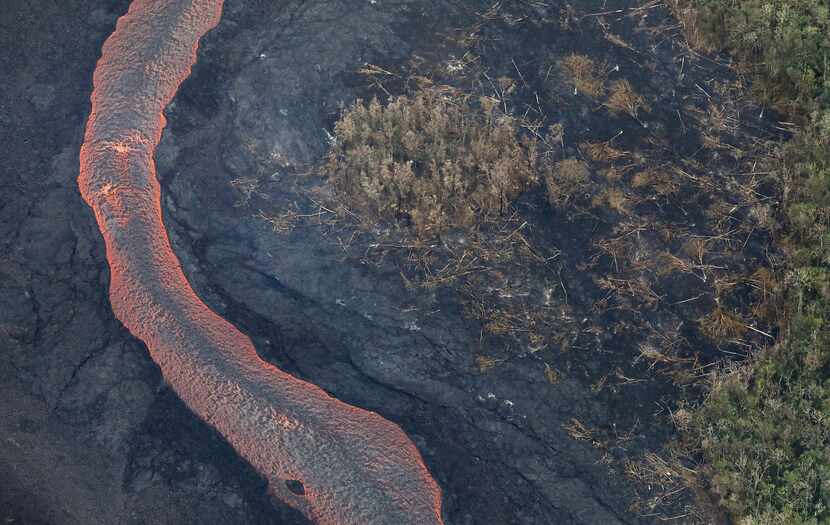 Lava from a Kilauea volcano fissure flows past trees downed by lava, as it flows toward the...