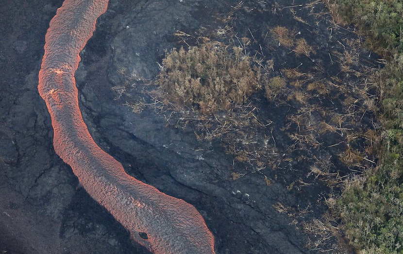 Lava from a Kilauea volcano fissure flows past trees downed by lava, as it flows toward the...