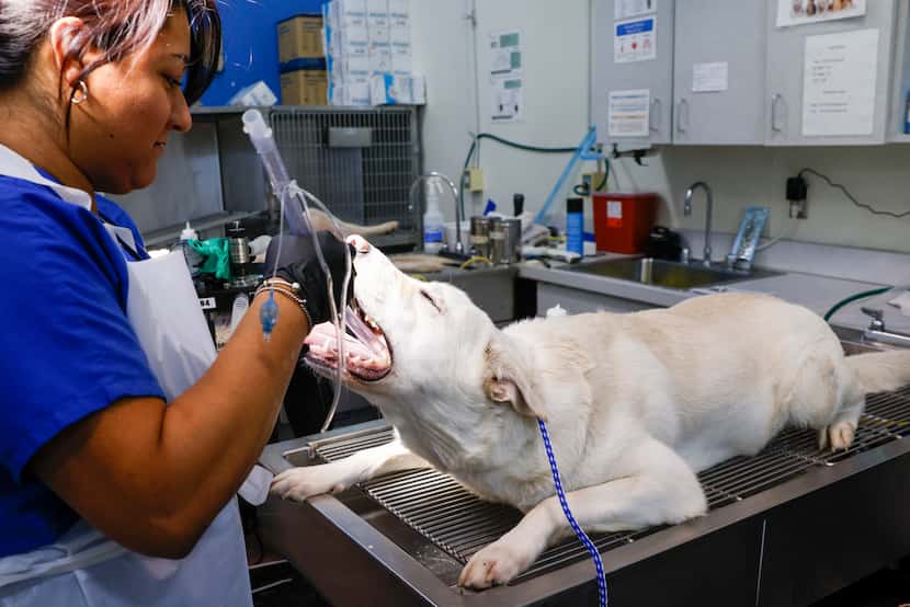 Medical supervisor Nancy Garcia intubates a dog prior to a neutering surgery at Dallas...