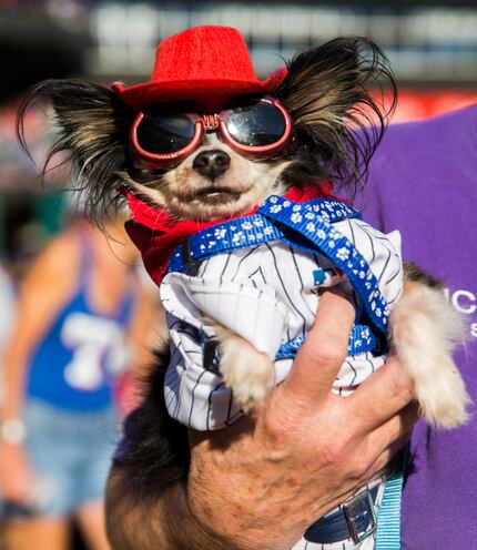 MoMo had plenty of team spirit at the Texas Rangers' annual Bark in the Park event last year.