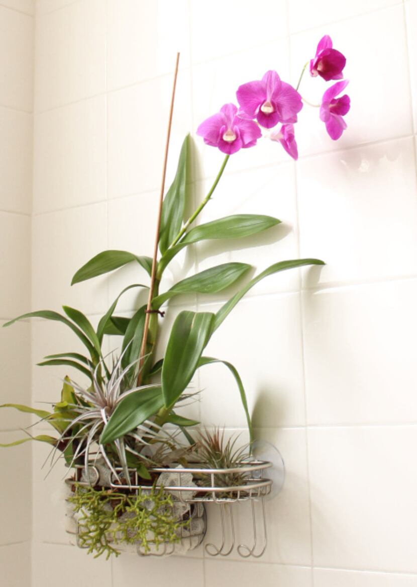 Steve Asbell, author of "Plant by Numbers: 50 Houseplant Combinations to Decorate Your...