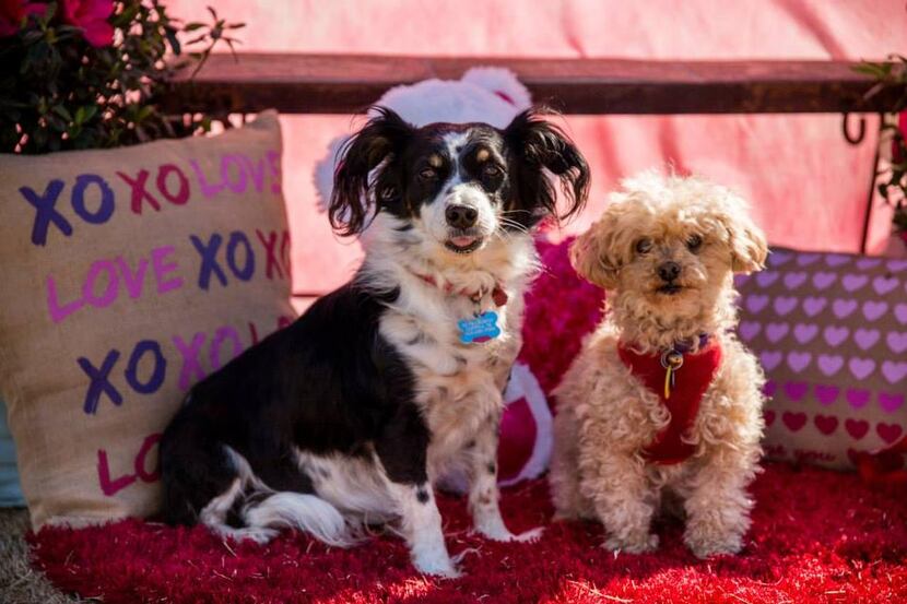 
A photographer will take portraits of furry valentines Saturday at the Coppell Farmers...