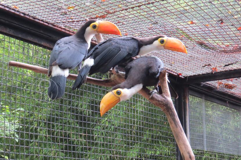 Three Toco toucan chicks were hatched at the Fort Worth Zoo last month.