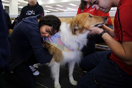  Hilare Lopez (left) and Yeltsin Canini pet Daisy, an eight-year-old therapy dog, during her...