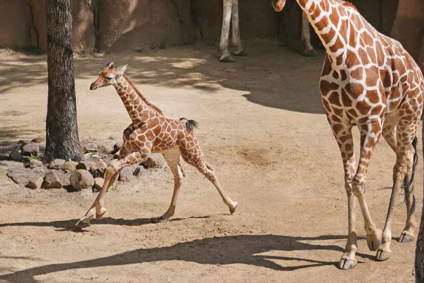 Witten, the Dallas Zoo's newest giraffe born April 25, makes his first scheduled public...