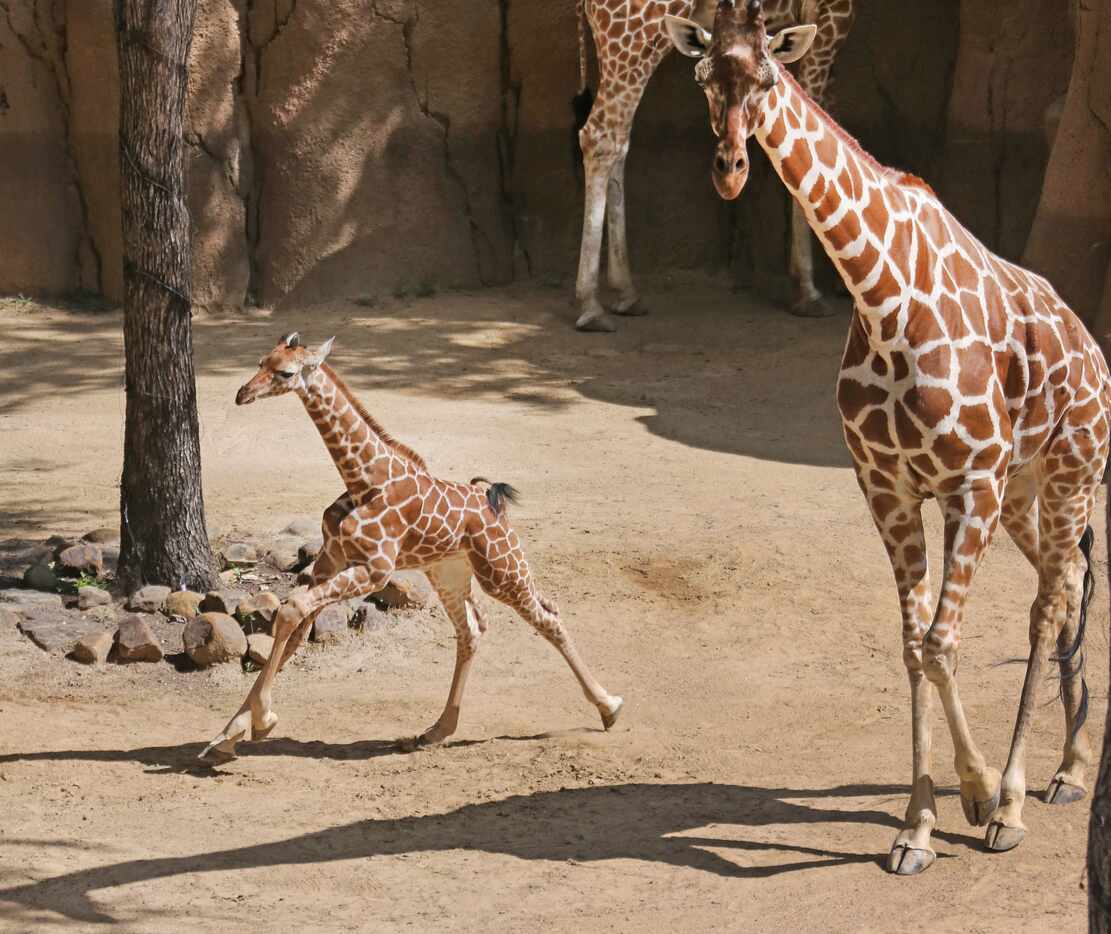 Witten, the Dallas Zoo's newest giraffe born April 25, makes his first scheduled public...