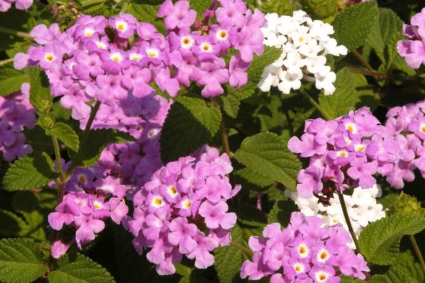 
Trailing Lavender lantanas are especially pretty, tumbling over walls and extending over...