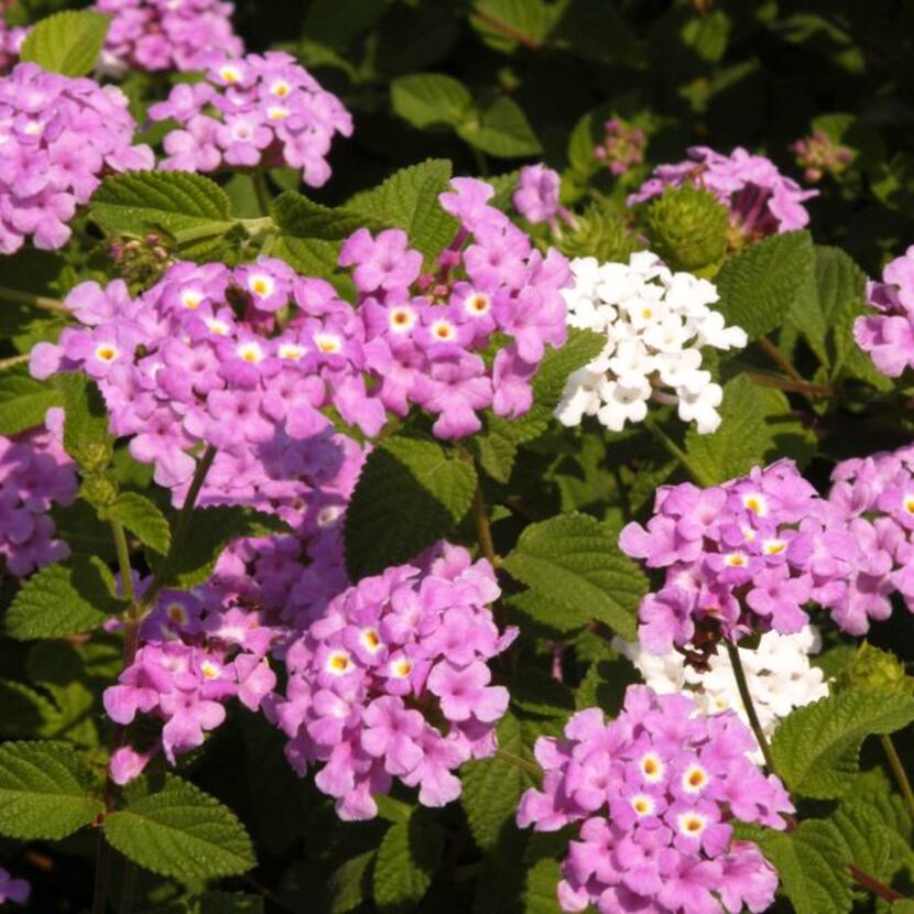 
Trailing Lavender lantanas are especially pretty, tumbling over walls and extending over...