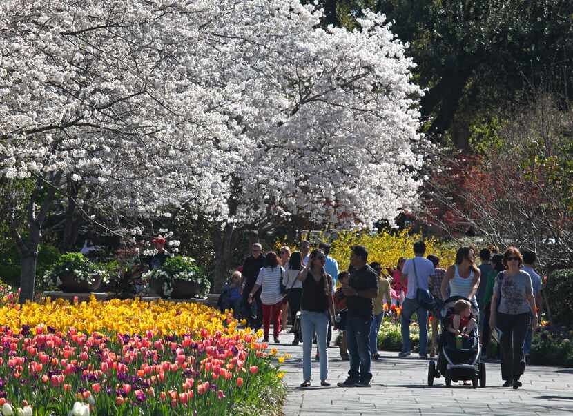 En marzo el florecimiento está en su climax y se puede disfrutar de un paseo primaveral en...
