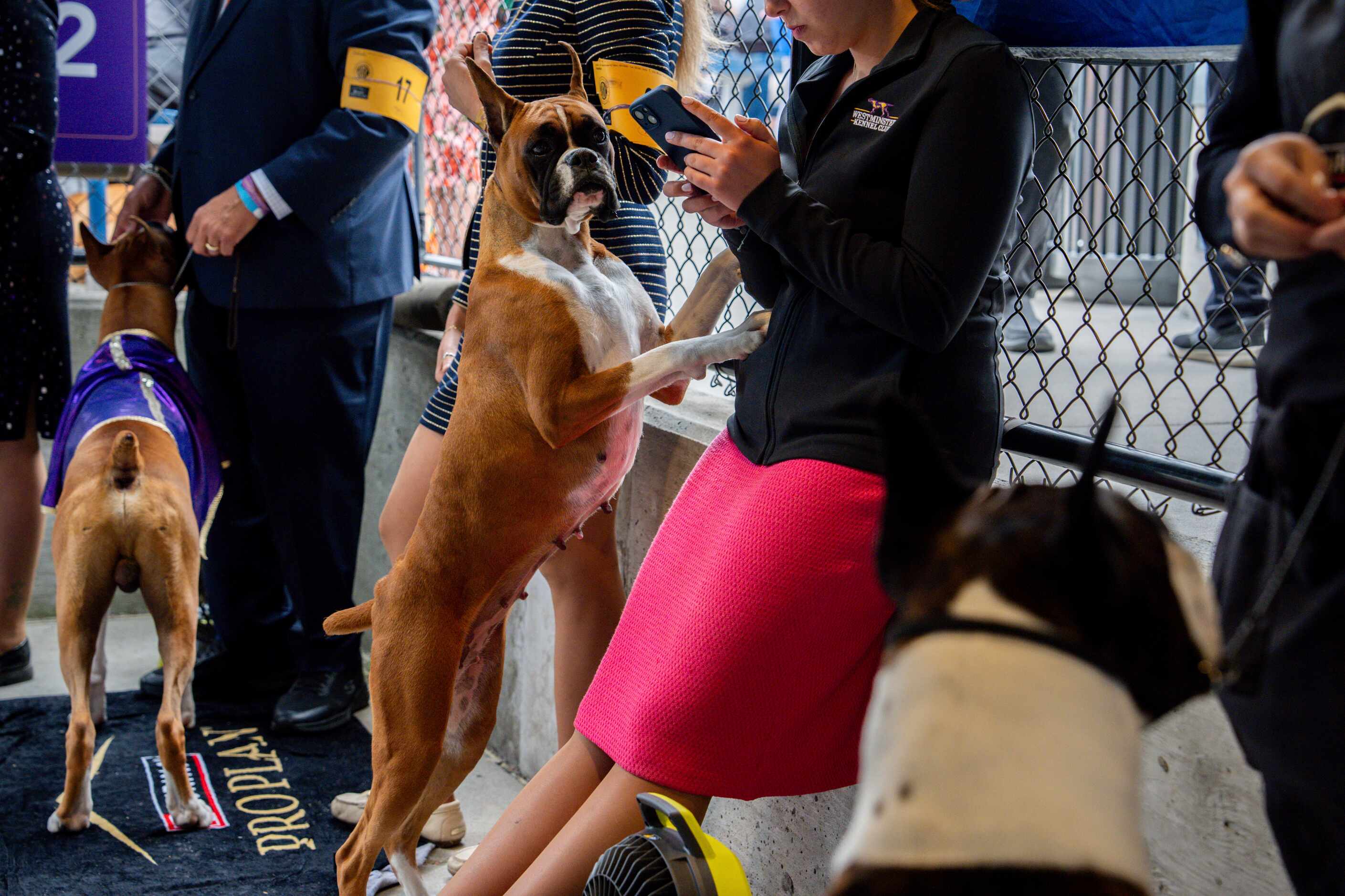 Dogs and handlers wait for breed group judging at the 148th Westminster Kennel Club Dog...