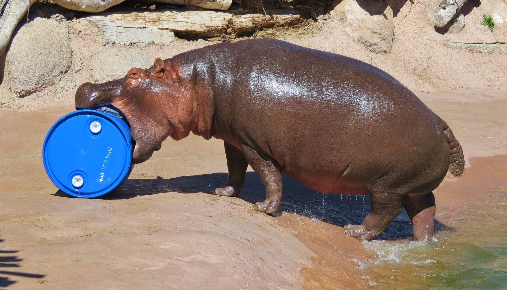 Boipelo, a 10-year-old female hippo, grabs onto a barrel at the ABQ BioPark.