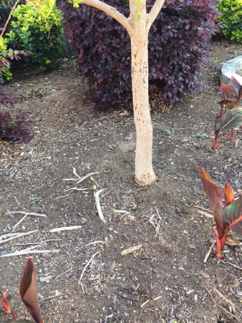 Possible fungal disease on gray cotoneaster tree.