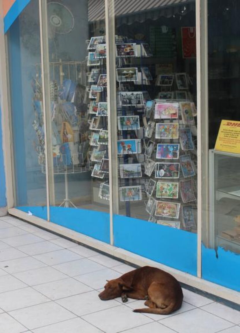 
Friendly street dogs are ubiquitous in Havana, looking well-fed. This one seemed happy...