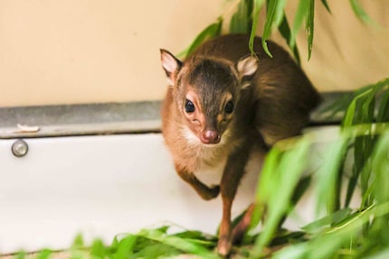 A newborn blue duiker, one of the smallest species of antelope in the world, at the Dallas...