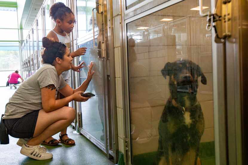Irene Quinones and her daughter Jada look at dogs available for adoption at Dallas Animal...