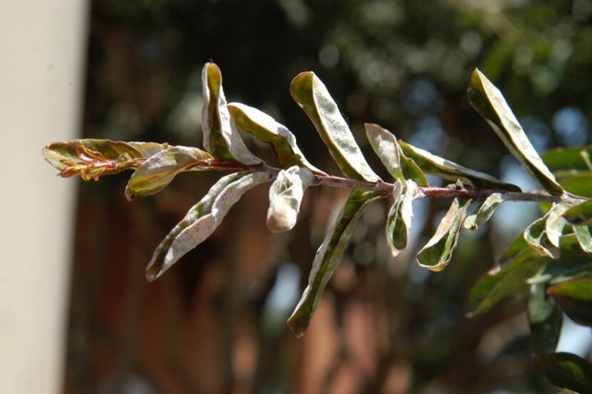Crape myrtle trees can get powdery mildew on their leaves.
